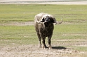 Buffalo